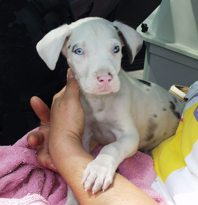 Great dane cheap rescue puppies